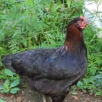 Black copper Maran