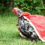 chicken wearing cape