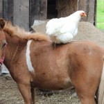 chicken riding pony