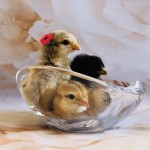 chicks in glass bowl