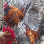 chickens