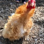 chicken
