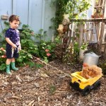 chicken in yard