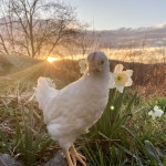 chicken sunrise