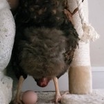 Chicken Laying Egg