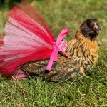 chicken in tutu
