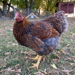 blue Laced Wyandotte
