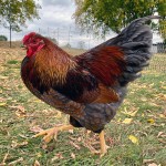 blue Laced Wyandotte