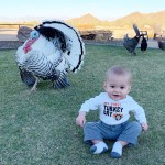 Royal palm turkey