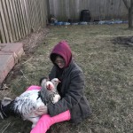 chicken in yard