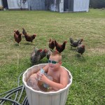 cooling off with chicken