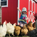 feeding chickens