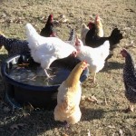 free range chickens