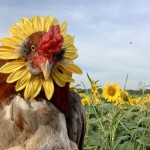 chicken with flower mane
