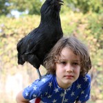 black Ameraucana on boy's back
