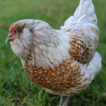 chicken