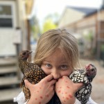 Sebright Chickens with girl