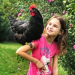 Black Australorp Chicken and girl