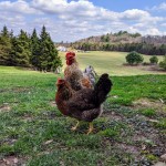 Bielefelder chickens