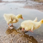 ducklings playing in a puddle