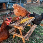 chicken picnic table