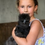 Black silkie chicken