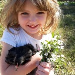 girl holding chicken