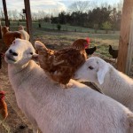 chicken on sheep