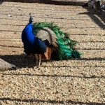 peacock