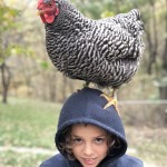 barred rock on head
