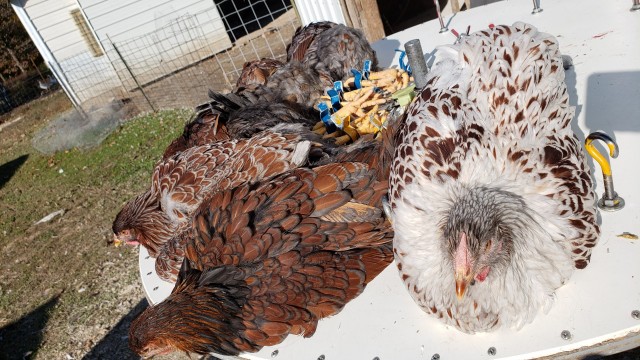 chicken health checkup table