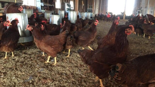 chickens in barn