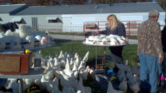 Chicken in Pen