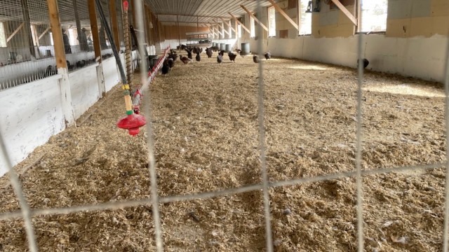 chicken breeder farm pen