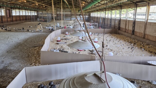 Breeding Farm