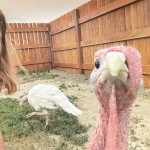 Turkey looking at camera