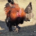 2021 Funniest Runners Up chicken photo