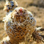 Best of Breed Runner Up Chicken