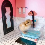 chicken in toy bathtub