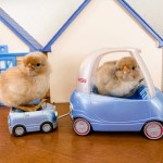 Chickens riding toy cars