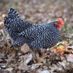 Chicken on Leaves