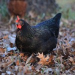 Best of Breed Runner Up Chicken