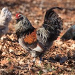 Best of Breed Runner Up Chicken