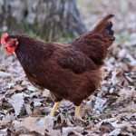 Best of Breed Runner Up Chicken on Leaves