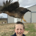Boy with chicken on head
