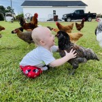 Baby playing with chicken