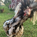 Chicken close up to camera