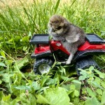 Chicken riding on toy