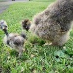 Chicken and Chick