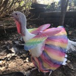 Chicken with Costume on